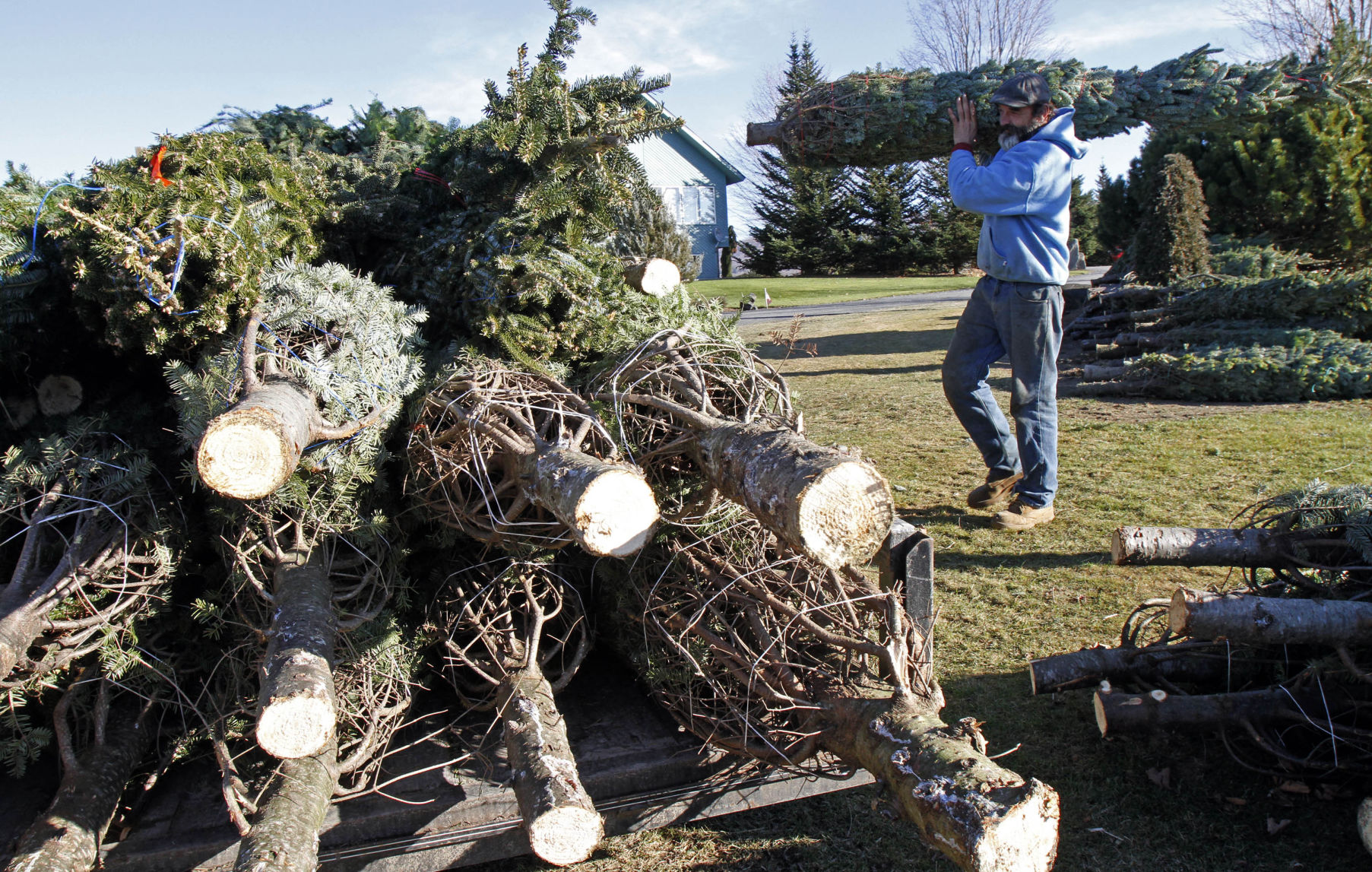 Christmas Trees